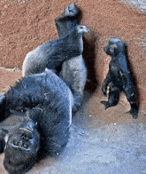 a gorilla is laying on its back with a baby gorilla standing next to it