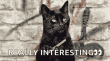Tell Me More Cat GIF - Tell Me More Cat Waiting GIFs
