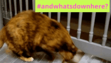 Huh Cat GIF - Huh Cat And Whats Down Here GIFs