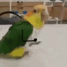 happy dance parrot bird