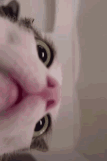 Cat Curious GIF