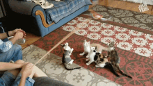 Cute Cat Kittens GIF - Cute Cat Kittens Playing GIFs