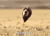 Dogbat Floatingdoghead GIF - Dogbat Floatingdoghead Float GIFs