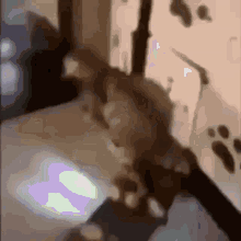 Cat Driving GIF - Cat Driving Bang GIFs