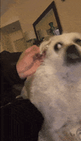 Dog Ujiria GIF - Dog Ujiria Shocked Dog GIFs