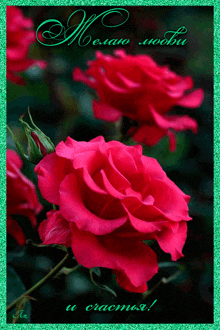 a greeting card with a red rose and the words " желаю любви "