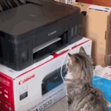 Cat Cats GIF - Cat Cats Castration GIFs