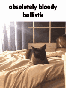 Absolutely Bloody Ballistic Cat GIF