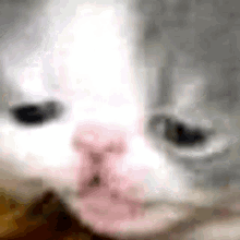 Cat Ai GIF - Cat Ai GIFs