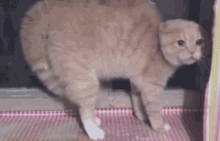 Orange Cat Scared GIF - Orange Cat Scared Scared Cat GIFs