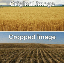a picture of a field of wheat and a picture of a field that has been cropped