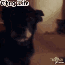 Dog Thug Life GIF - Dog Thug Life Original GIFs