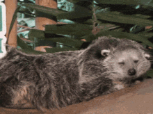 Binturong Bearcat GIF - Binturong Bearcat Civet GIFs