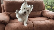 waving dog