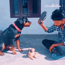 Dont Hit It The Pet Collective GIF - Dont Hit It The Pet Collective Dont Do It GIFs