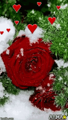 rosa roses flower especialmente para ti hearts