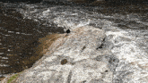 a bird sitting on a rock near a river