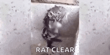 Rat Shower GIF