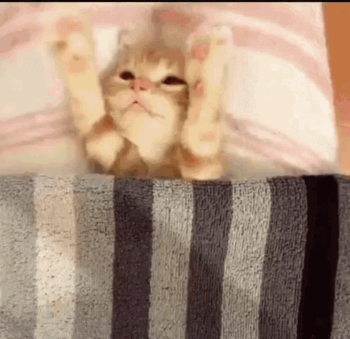 Funny Animals Good Night GIF - Funny Animals Good Night Kittens - Discover  & Share GIFs