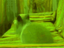 Green Bunny Rabbit GIF