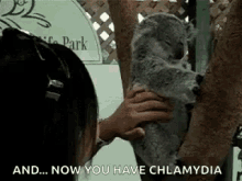 Koala Chlamydia GIF - Koala Chlamydia Koalas GIFs