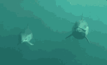 Regalt Dolphins GIF - Regalt Dolphins Swim GIFs