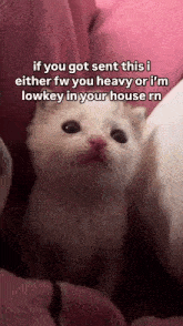 a white cat is sitting on a pink blanket with a caption that says if you got sent this i