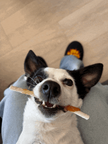 a black and white dog with a stick in its mouth looks at the camera