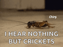 a cricket is crawling on the ground next to a caption that says i hear nothing but crickets