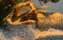 a snake is laying on a pile of white shredded paper