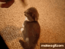 a gif of a cat standing on a carpet with the words make a gif.com at the bottom