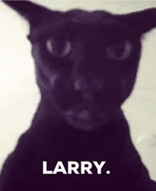a close up of a black cat with the words `` larry '' written above it .