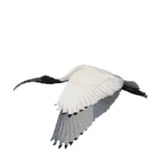 bin chicken bin chicken flying flying flappening ibis flying
