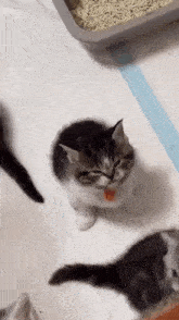 Angy Angy Cat GIF - Angy Angy Cat Angry GIFs