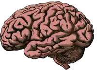 a drawing of a human brain is shown on a white backdrop