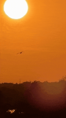 a bird is flying in the sky at sunset with the sun shining brightly