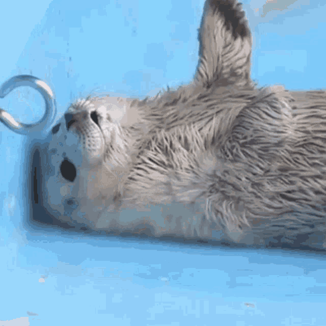 baby seals gif