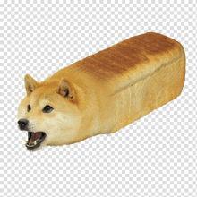 Shiba Loaf GIF