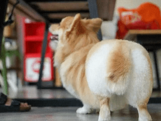 Corgi Cute GIF - Corgi Cute Dog - Discover & Share GIFs