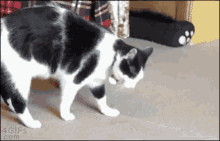 Cats Tumbling GIF - Cats Tumbling GIFs