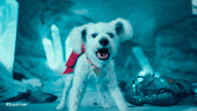 a small white dog with a red bow around its neck is standing in front of a blue background with #superman written on it