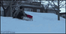 Snowboard Funny Animals GIF - Snowboard Funny Animals Dogs GIFs