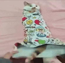 a person is holding a cat wrapped in a blanket on a bed .