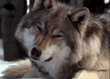 Wolf Confused GIF - Wolf Confused Hmmmm GIFs