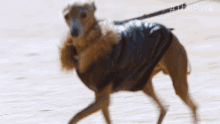 Walking The Pack GIF - Walking The Pack Sweater GIFs