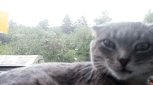 a gray cat is laying on a window sill looking out a window .