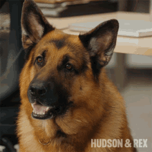 Confused Rex GIF - Confused Rex Hudson And Rex GIFs