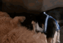 Sweet Dog And Cat GIF - Sweet Dog And Cat Sleeping GIFs