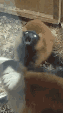 Animal Eating GIF - Animal Eating Zoo GIFs