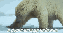 медведь медвежонок вода плавать GIF - Bear Bear Cub Polar Bear GIFs